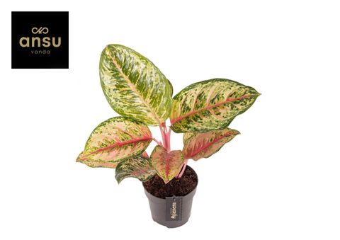 Aglaonema 'Carnival Queen'