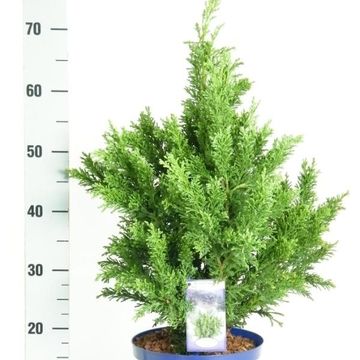 Chamaecyparis obtusa 'Draht'