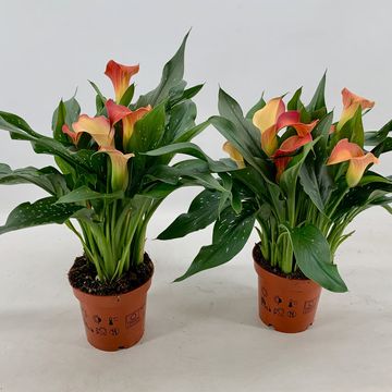 Zantedeschia 'Qatar'