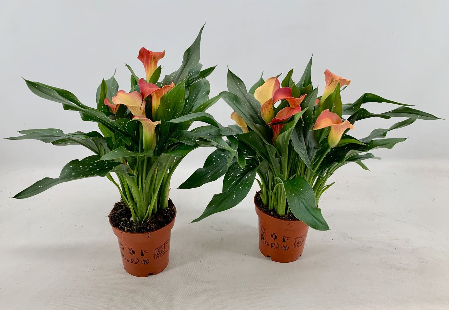 Zantedeschia 'Qatar' — Plant Wholesale FlorAccess