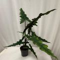 Alocasia SABRINA NARROW