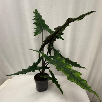 Alocasia SABRINA NARROW