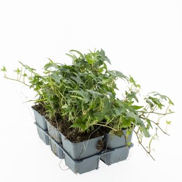 Hedera helix 'Sagittifolia'