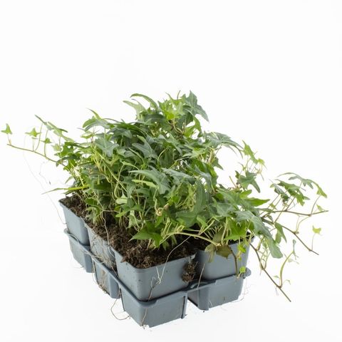 Hedera helix 'Sagittifolia'