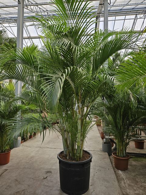 Dypsis lutescens