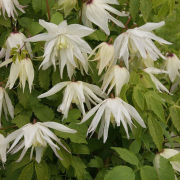 Clematis 'Albina Plena' (A)