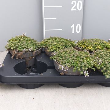 Thymus 'Rasta'
