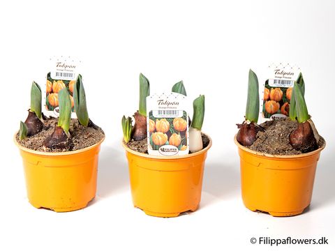 Tulipa 'Orange Princess'