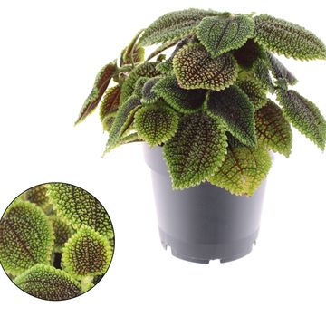 Pilea involucrata 'Moon Valley'