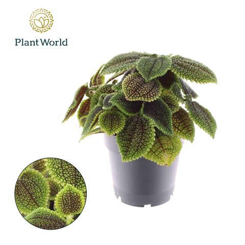 Pilea involucrata 'Moon Valley'