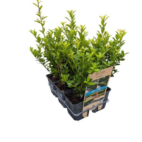 Ilex maximowicziana kanehirae