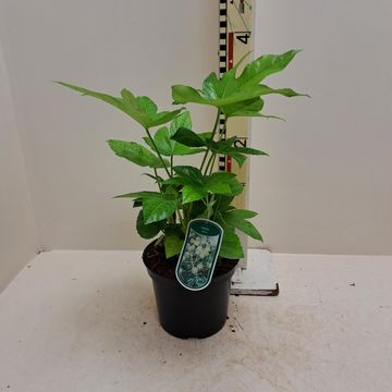 Fatsia japonica