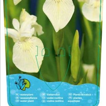 Iris pseudacorus