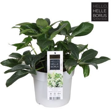 Helleborus JWLS ENDLESS
