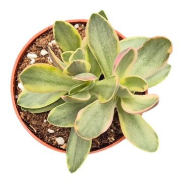 Crassula swaziensis 'Variegata'