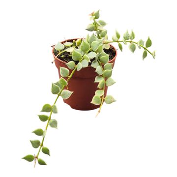 Dischidia ruscifolia 'Variegata'