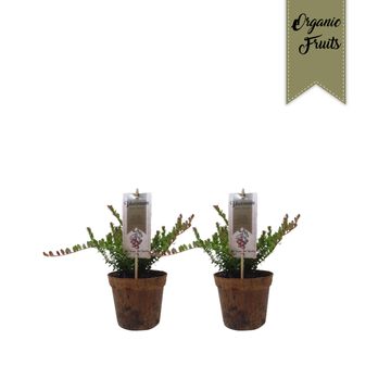 Vaccinium macrocarpon