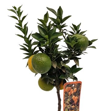 Citrus aurantium 'Chinotto'