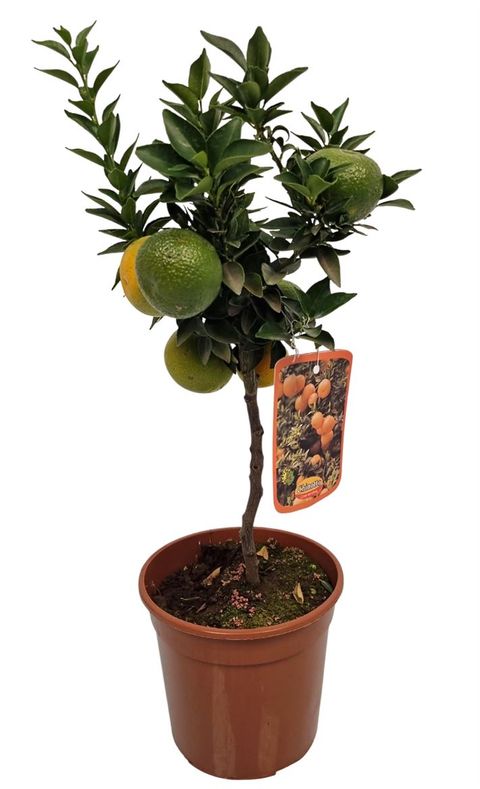 Citrus aurantium 'Chinotto'