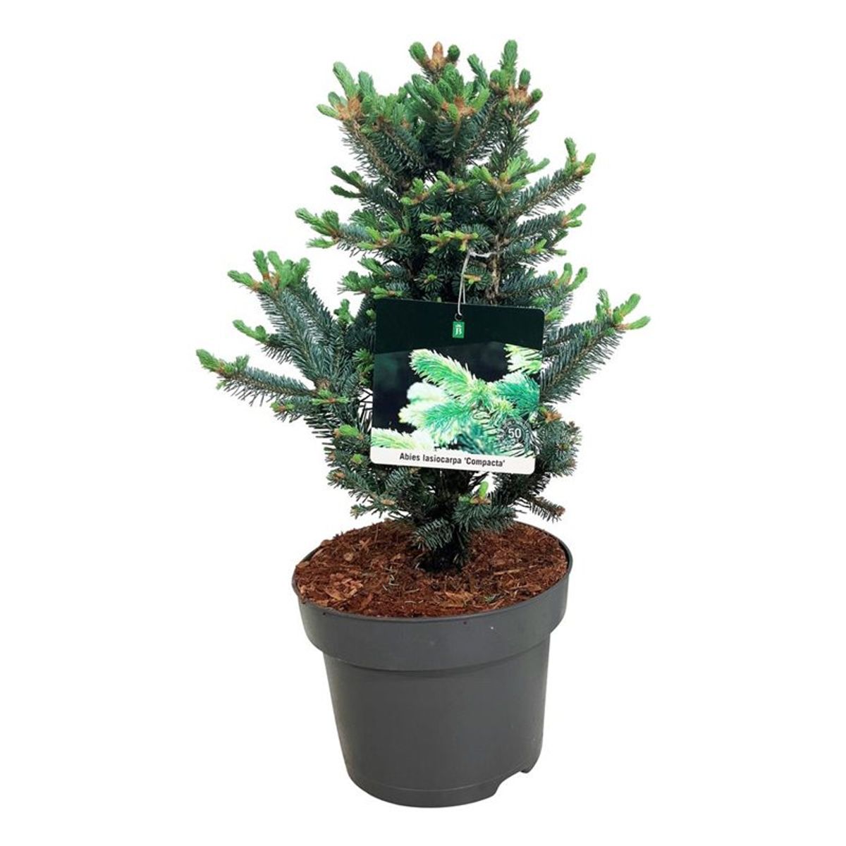 Abies lasiocarpa 'Compacta' — Plant Wholesale FlorAccess