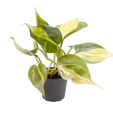 Филодендрон scandens 'Brasil'