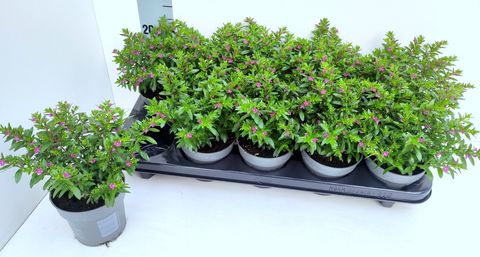 Cuphea hyssopifolia — Plant Wholesale FlorAccess