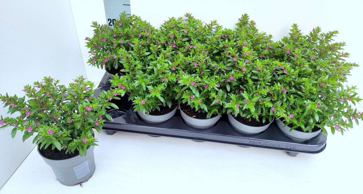 Cuphea Hyssopifolia Plant Wholesale FlorAccess cuphea-hyssopifolia-plant-wholesale-floraccess