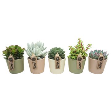 Succulents MIX IN POT