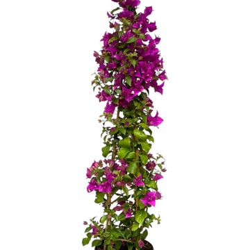 Bougainvillea glabra 'Sanderiana'