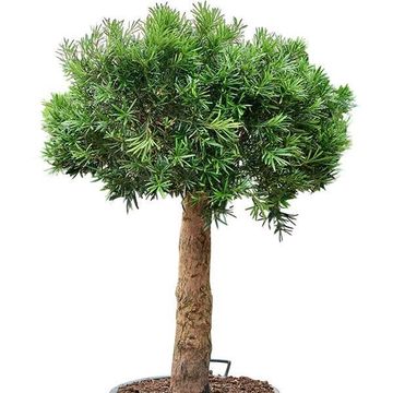 Podocarpus macrophyllus