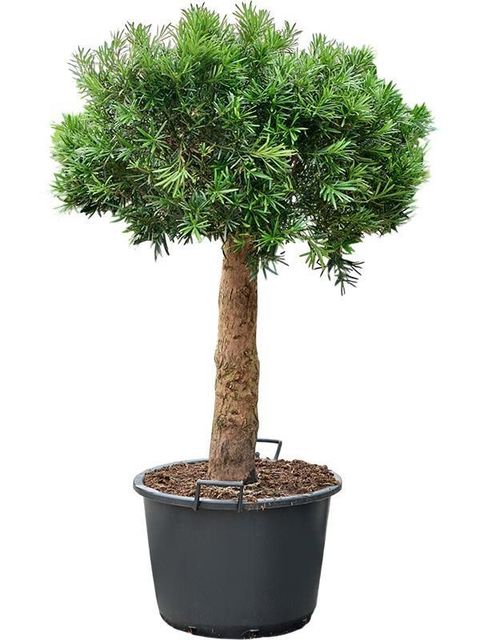 Podocarpus macrophyllus