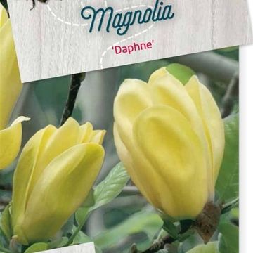 Magnolia 'Daphne'