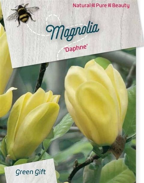 Magnolia 'Daphne'