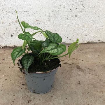 Monstera siltepecana