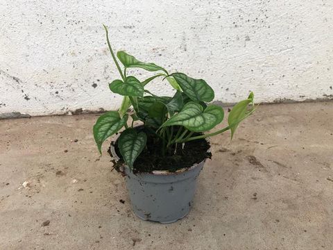 Monstera siltepecana