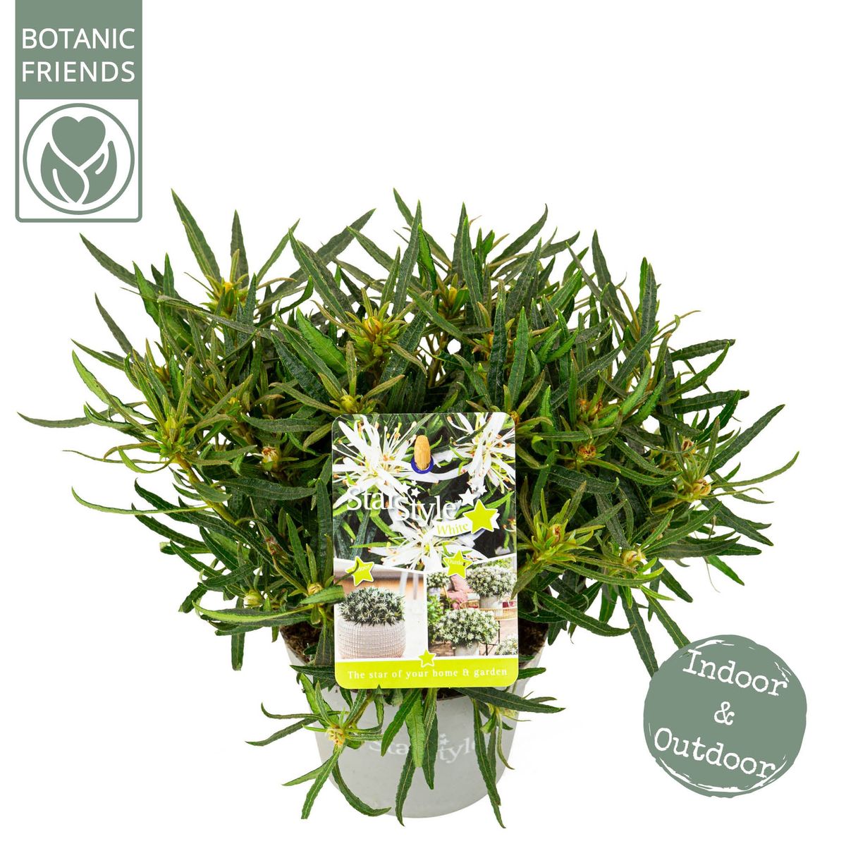 Rhododendron STARSTYLE WHITE (AJ)  Pflanzengrohandel FlorAccess