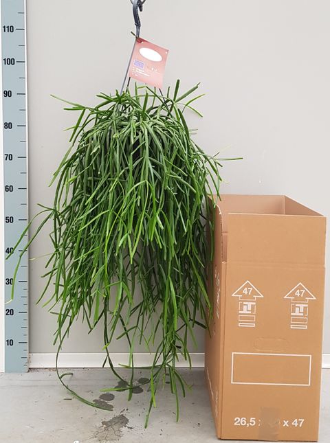 Rhipsalis trigona