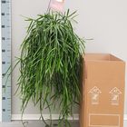 Rhipsalis trigona