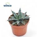 Agave victoriae-reginae