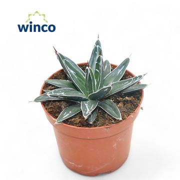 Agave victoriae-reginae