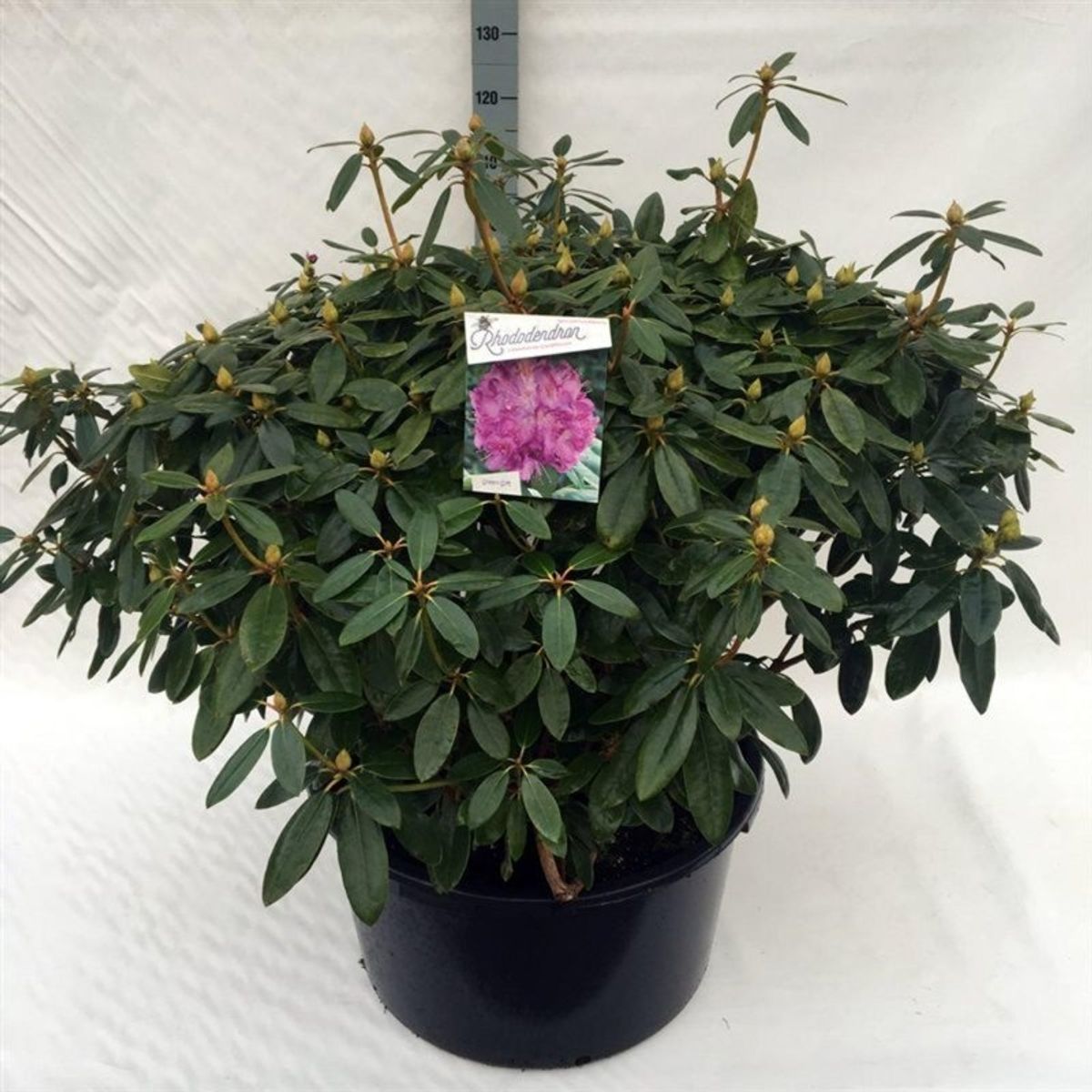 Rhododendron 'Catawbiense Grandiflorum'  Plant Wholesale FlorAccess