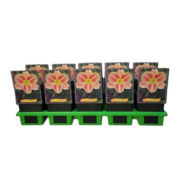 Hemerocallis 'Veins of Truth'