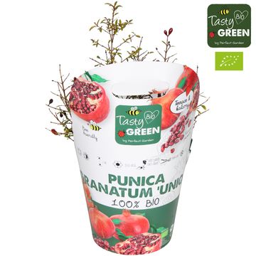 Punica granatum 'Unica'