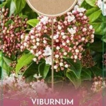 Viburnum tinus
