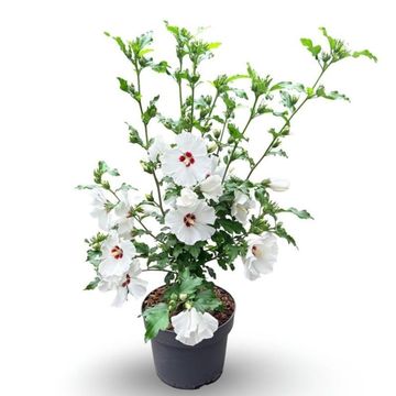 Hibiscus syriacus 'Red Heart'