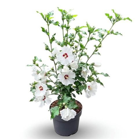 Hibiscus syriacus 'Red Heart'