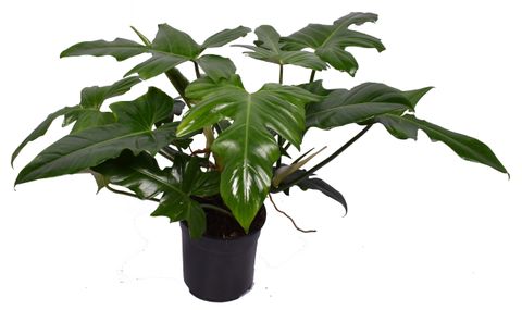 Philodendron 'Green Dragon'