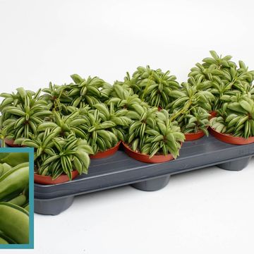 Peperomia 'Happy Bean'