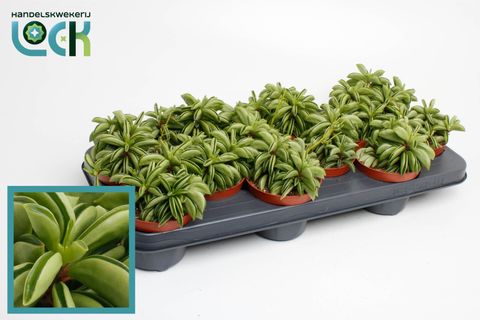 Peperomia 'Happy Bean'