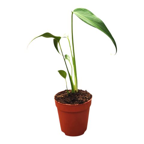 Monstera 'Burle Marx Flame'